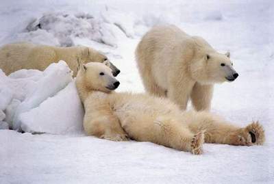 Polar Bears are having a Good Time!