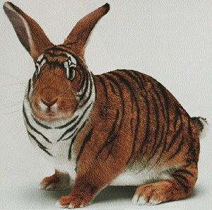 Tiger Rabbit !